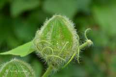 Abelmoschus crinitus